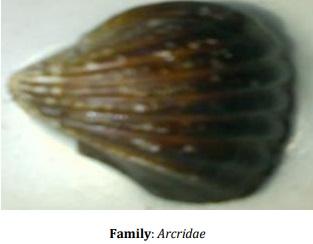 Catalogue of Some Saltwater and Freshwater Fish Species of the Niger Delta Region of Nigeria - Image 15