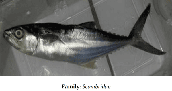 Catalogue of Some Saltwater and Freshwater Fish Species of the Niger Delta Region of Nigeria - Image 1