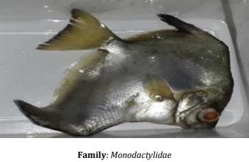 Catalogue of Some Saltwater and Freshwater Fish Species of the Niger Delta Region of Nigeria - Image 3