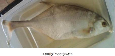 Catalogue of Some Saltwater and Freshwater Fish Species of the Niger Delta Region of Nigeria - Image 37