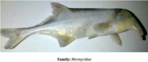 Catalogue of Some Saltwater and Freshwater Fish Species of the Niger Delta Region of Nigeria - Image 38