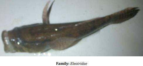 Catalogue of Some Saltwater and Freshwater Fish Species of the Niger Delta Region of Nigeria - Image 25