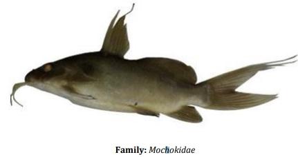 Catalogue of Some Saltwater and Freshwater Fish Species of the Niger Delta Region of Nigeria - Image 40