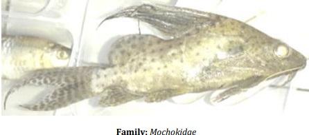Catalogue of Some Saltwater and Freshwater Fish Species of the Niger Delta Region of Nigeria - Image 30