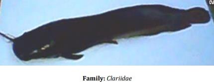 Catalogue of Some Saltwater and Freshwater Fish Species of the Niger Delta Region of Nigeria - Image 32