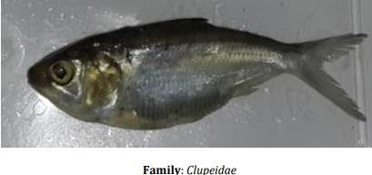 Catalogue of Some Saltwater and Freshwater Fish Species of the Niger Delta Region of Nigeria - Image 6