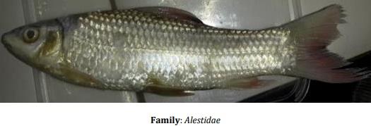 Catalogue of Some Saltwater and Freshwater Fish Species of the Niger Delta Region of Nigeria - Image 27