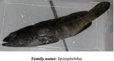 Catalogue of Some Saltwater and Freshwater Fish Species of the Niger Delta Region of Nigeria - Image 11
