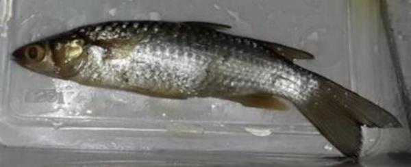 Catalogue of Some Saltwater and Freshwater Fish Species of the Niger Delta Region of Nigeria - Image 2