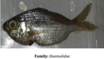 Catalogue of Some Saltwater and Freshwater Fish Species of the Niger Delta Region of Nigeria - Image 7