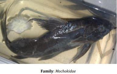 Catalogue of Some Saltwater and Freshwater Fish Species of the Niger Delta Region of Nigeria - Image 35