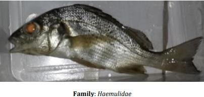 Catalogue of Some Saltwater and Freshwater Fish Species of the Niger Delta Region of Nigeria - Image 1