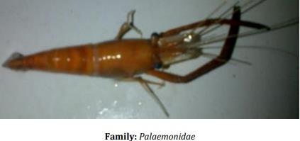 Catalogue of Some Saltwater and Freshwater Fish Species of the Niger Delta Region of Nigeria - Image 21
