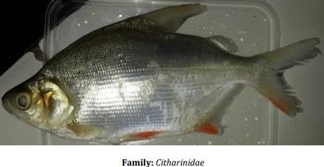 Catalogue of Some Saltwater and Freshwater Fish Species of the Niger Delta Region of Nigeria - Image 29