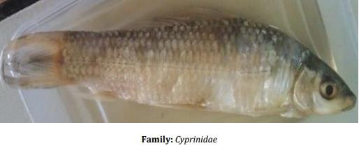 Catalogue of Some Saltwater and Freshwater Fish Species of the Niger Delta Region of Nigeria - Image 34