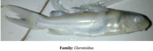 Catalogue of Some Saltwater and Freshwater Fish Species of the Niger Delta Region of Nigeria - Image 31
