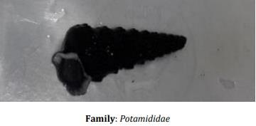 Catalogue of Some Saltwater and Freshwater Fish Species of the Niger Delta Region of Nigeria - Image 8