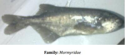 Catalogue of Some Saltwater and Freshwater Fish Species of the Niger Delta Region of Nigeria - Image 23