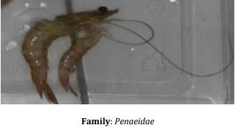 Catalogue of Some Saltwater and Freshwater Fish Species of the Niger Delta Region of Nigeria - Image 4