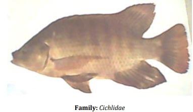 Catalogue of Some Saltwater and Freshwater Fish Species of the Niger Delta Region of Nigeria - Image 26
