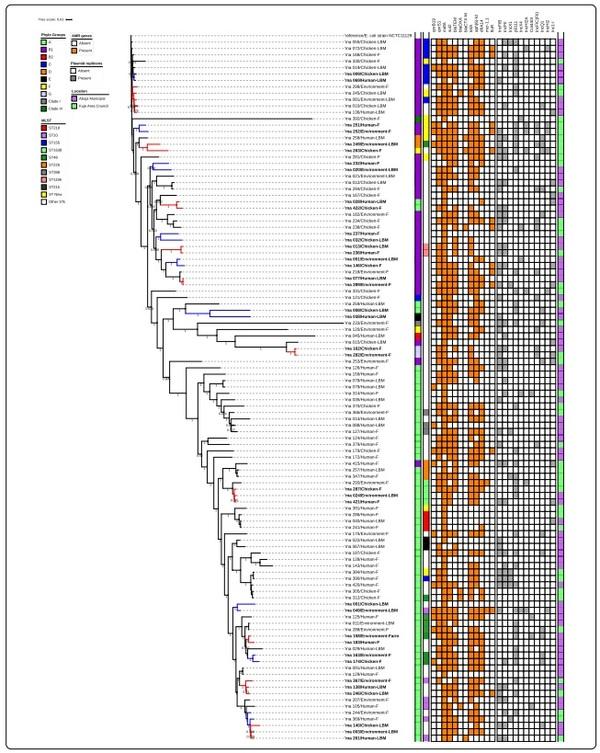 Genetic relatedness of multidrug resistant Escherichia coli isolated from humans, chickens and poultry environments - Image 7
