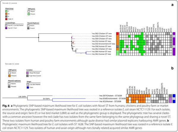 Genetic relatedness of multidrug resistant Escherichia coli isolated from humans, chickens and poultry environments - Image 8