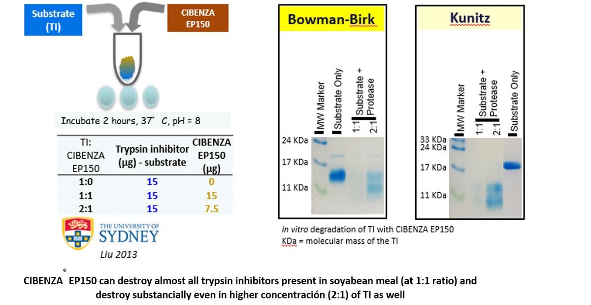 Trypsin Inhibitor, the hidden enemy in Soyabean Meal - Image 12