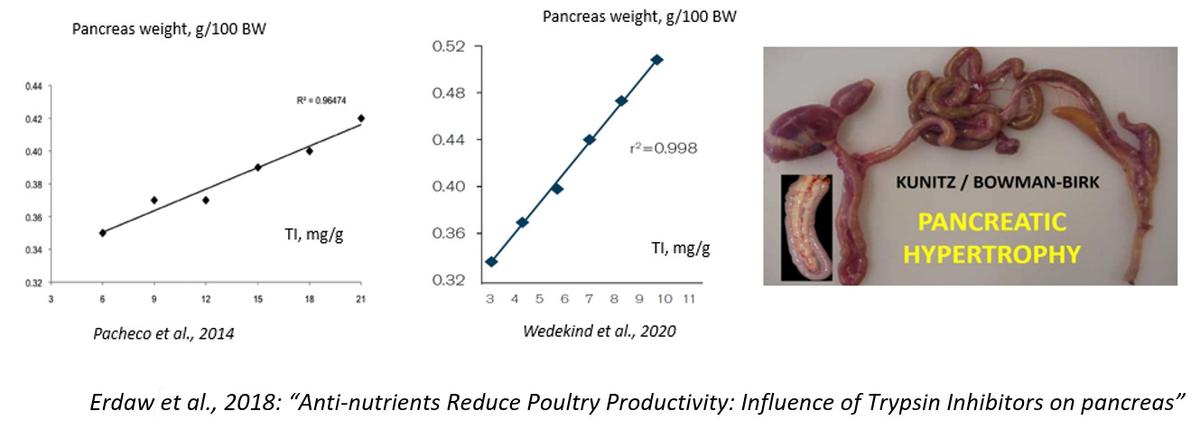 Trypsin Inhibitor, the hidden enemy in Soyabean Meal - Image 3