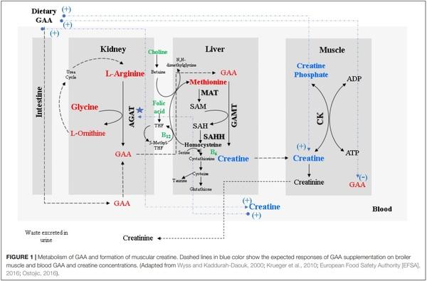 The Potential of Guanidino Acetic Acid to Reduce the Occurrence and Severity of Broiler Muscle Myopathies - Image 1