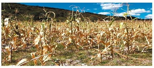 What are the innovative ingredients of the future in animal nutrition? - Image 1