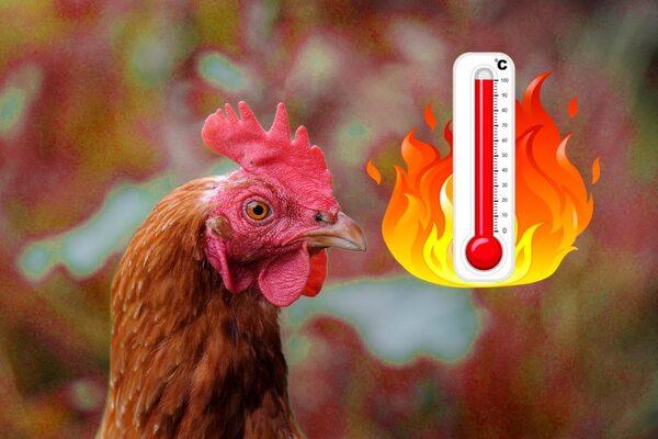 Heat stress and fatty liver hemorrhagic syndrome in poultry - Image 1