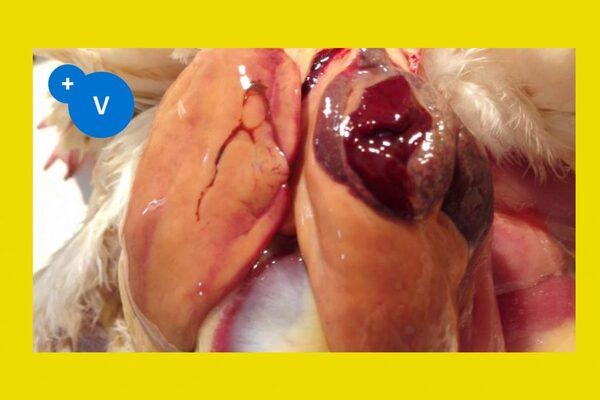 Heat stress and fatty liver hemorrhagic syndrome in poultry - Image 4
