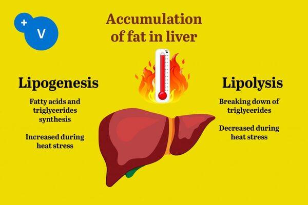 Heat stress and fatty liver hemorrhagic syndrome in poultry - Image 5