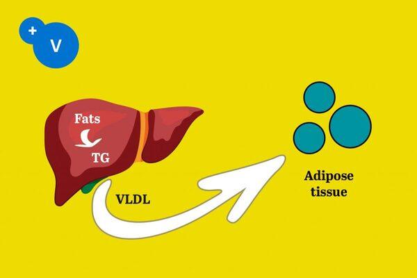 Heat stress and fatty liver hemorrhagic syndrome in poultry - Image 2
