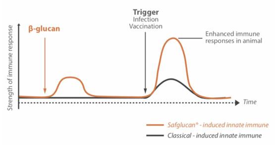 Figure 1 – How Safglucan® induces a small initial response, needed to train and prepare the innate immune cells for an actual infection.