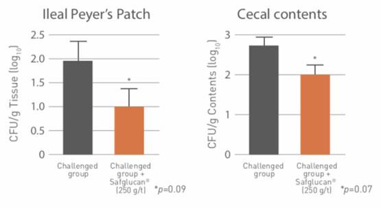 Figure 2 – Effect of Safglucan® on Salmonella translocation in the ileum and cecum of piglets.