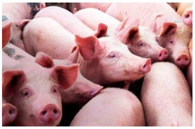 pigs