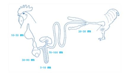 Feed enzyme application: challenges in bird