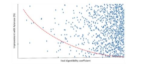 Feed enzyme application: challenges in bird