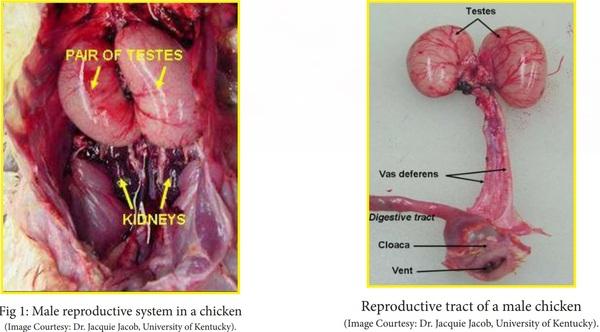 Male health & its effect on hatchability - Image 1