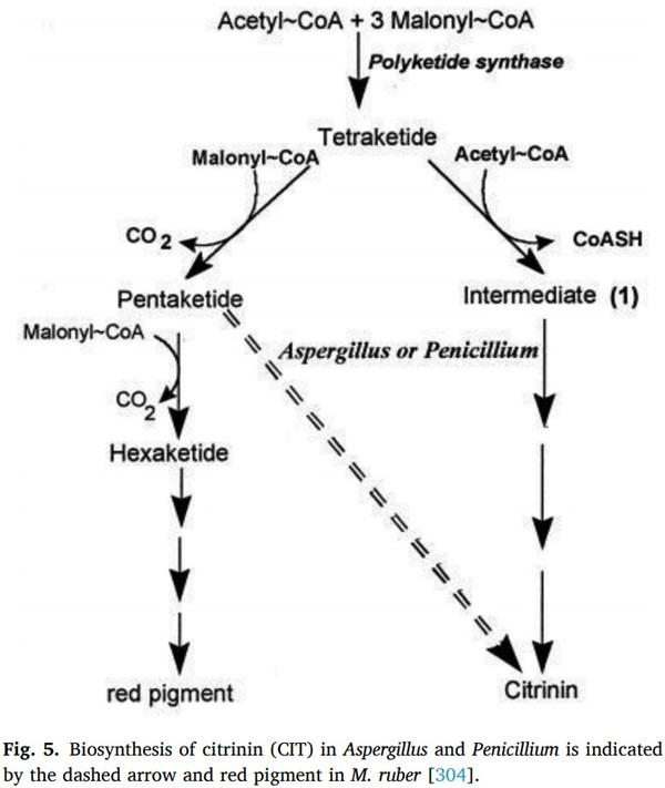 Aspergillus derived mycotoxins in food and the environment: Prevalence, detection, and toxicity - Image 10