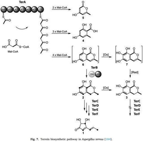 Aspergillus derived mycotoxins in food and the environment: Prevalence, detection, and toxicity - Image 12