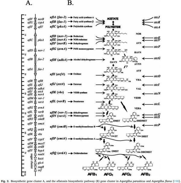 Aspergillus derived mycotoxins in food and the environment: Prevalence, detection, and toxicity - Image 2