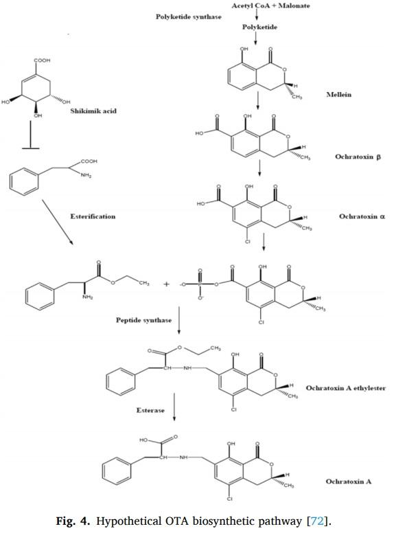 Aspergillus derived mycotoxins in food and the environment: Prevalence, detection, and toxicity - Image 4
