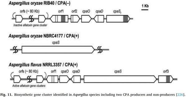 Aspergillus derived mycotoxins in food and the environment: Prevalence, detection, and toxicity - Image 16