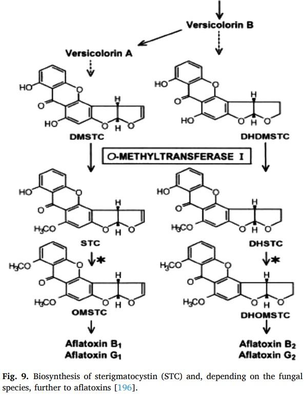 Aspergillus derived mycotoxins in food and the environment: Prevalence, detection, and toxicity - Image 14