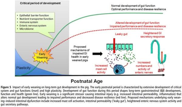 Review: innovation through research in the North American pork industry - Image 5