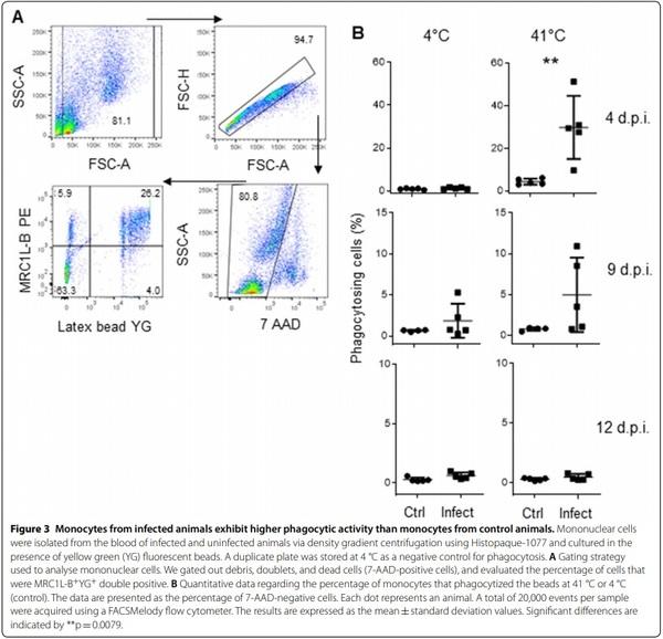 A transient increase in MHC-IIlow monocytes after experimental infection with Avibacterium paragallinarum (serovar B-1) in SPF chickens - Image 3