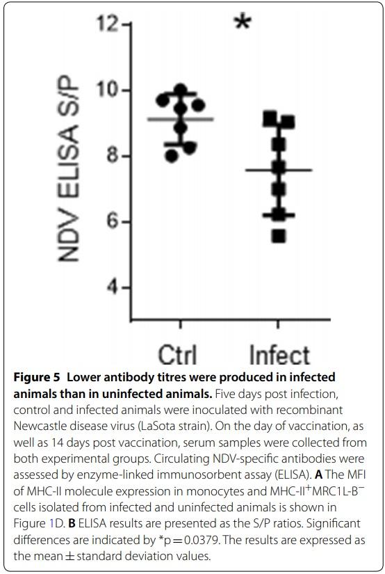 A transient increase in MHC-IIlow monocytes after experimental infection with Avibacterium paragallinarum (serovar B-1) in SPF chickens - Image 5