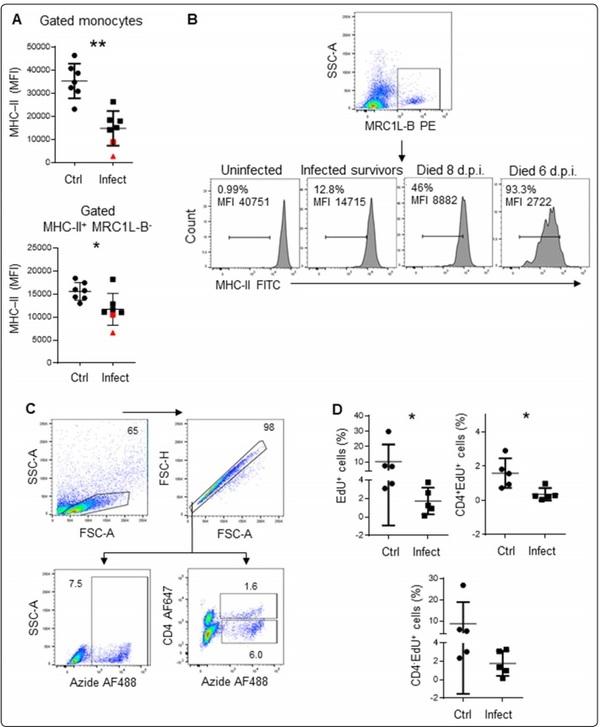 A transient increase in MHC-IIlow monocytes after experimental infection with Avibacterium paragallinarum (serovar B-1) in SPF chickens - Image 4